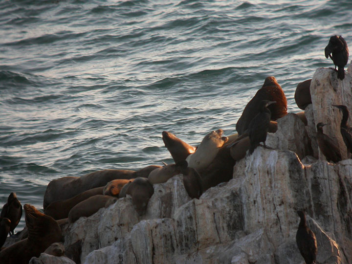 sea lions on rocks