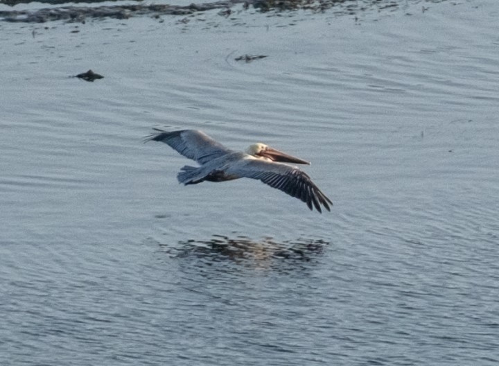 pelican flying low over water