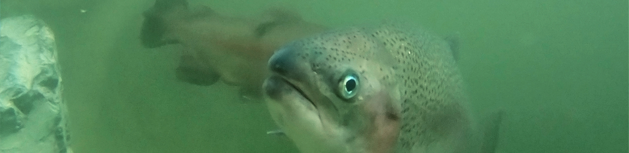 coho_salmon_fish_swimming