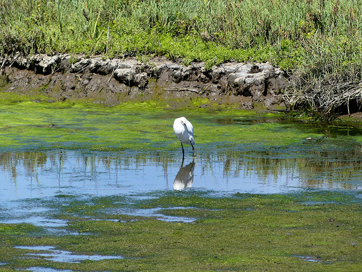 a white, long-legged bird standing in shallow water