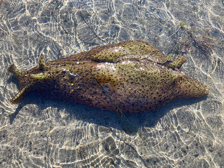 shallow clear water casts lines of illumination on fine sand, a large california sea hare  sits in the water, dark purple on the sides, light green coloration on the top, small black flecks speckle the body