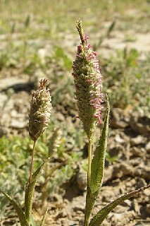 Neostapfia colusana photo © Carol Witham