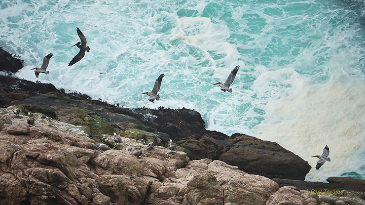 pelicans gliding next to a cliff, above turbulent water