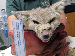 a San Joaquin kit fox, its face ravaged by mange