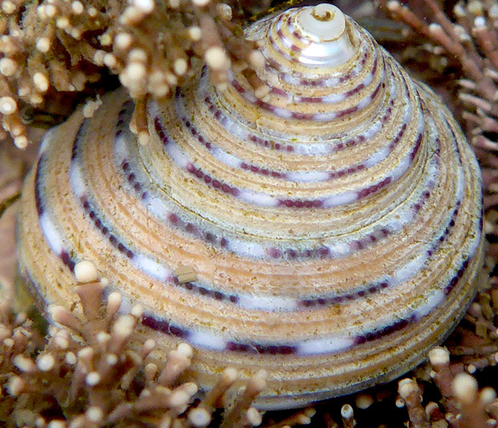 cone-shaped snail shell