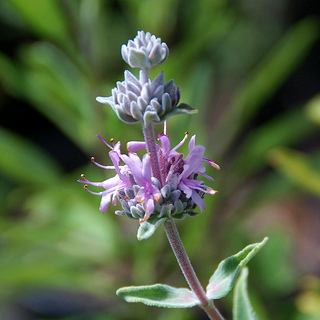 Salvia leucophylla