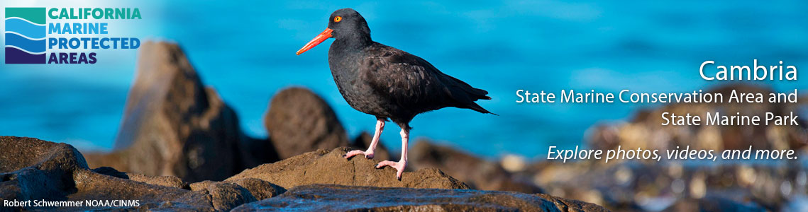 Cambria SMCA Banner Image