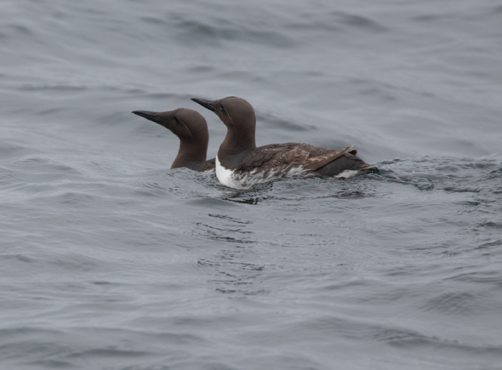 Common murres on the water