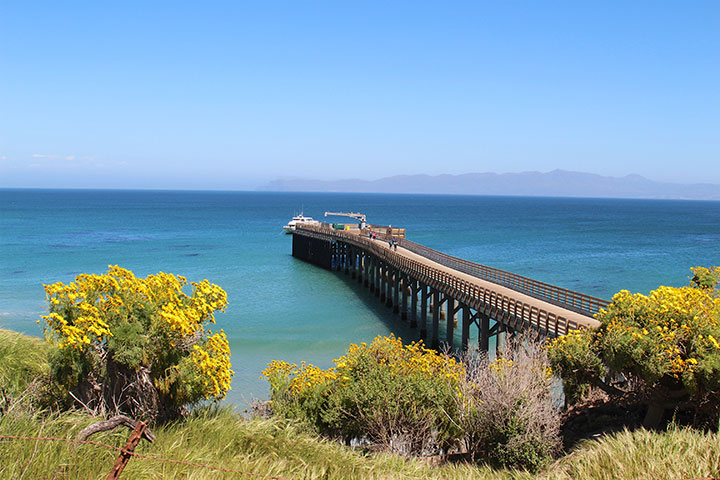 pier extends from shrubby hillside into ocean