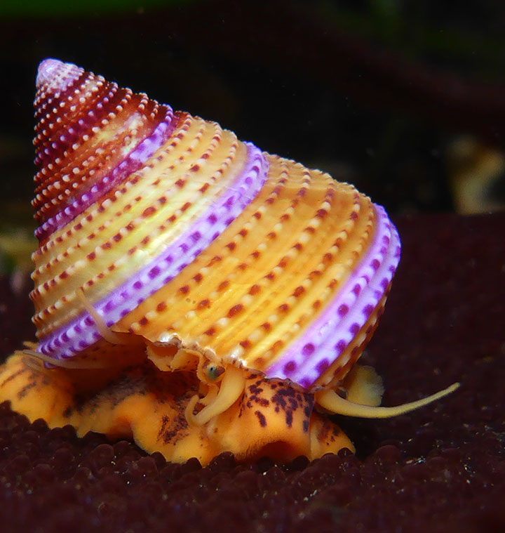 snail with pointed, colorful shell
