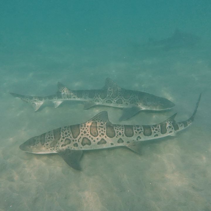 two sharks with large spots across their backs and sides and smaller spots in between