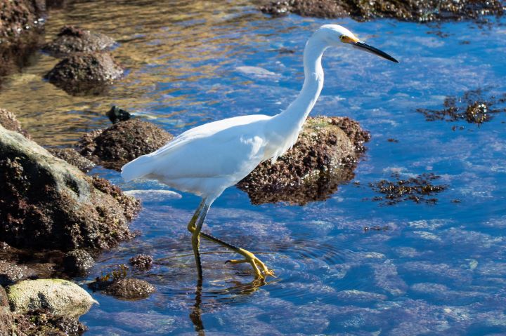 tall white bird with long beak and legs in a tidepool