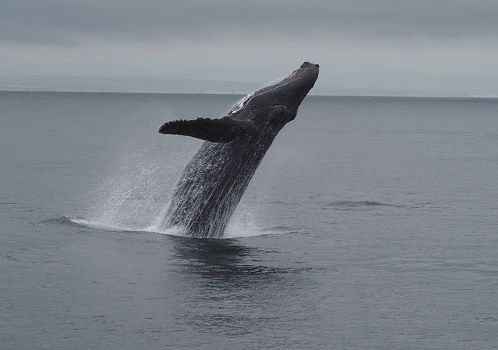 a humpback whale, defined by dark skin, and long grooves and nodules along its chin, with half its body out of the water, breaches throwing sea foam around itself