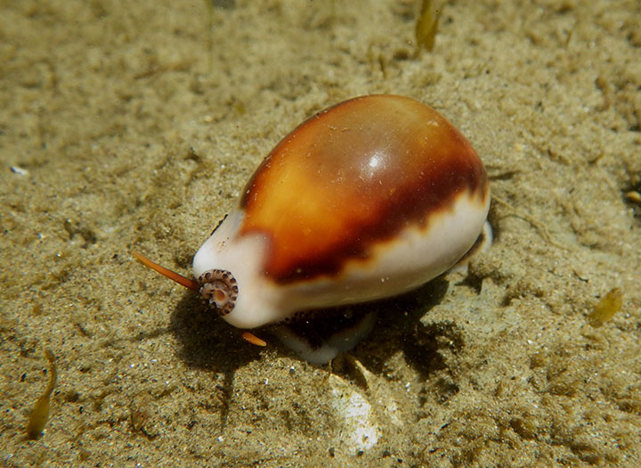 chestnut cowry on sandy substrate