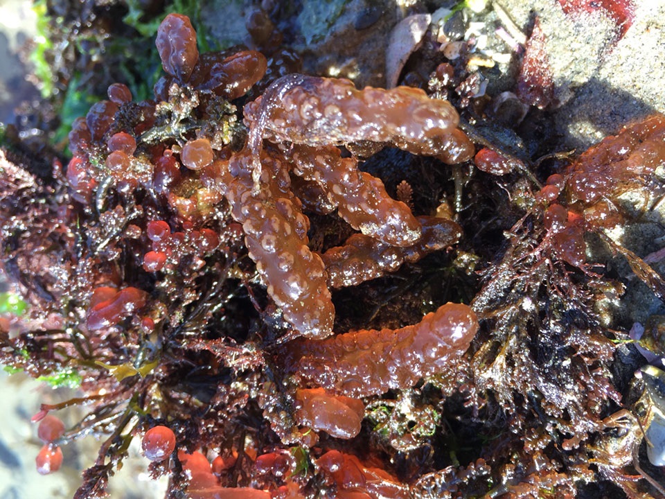 red and green algae