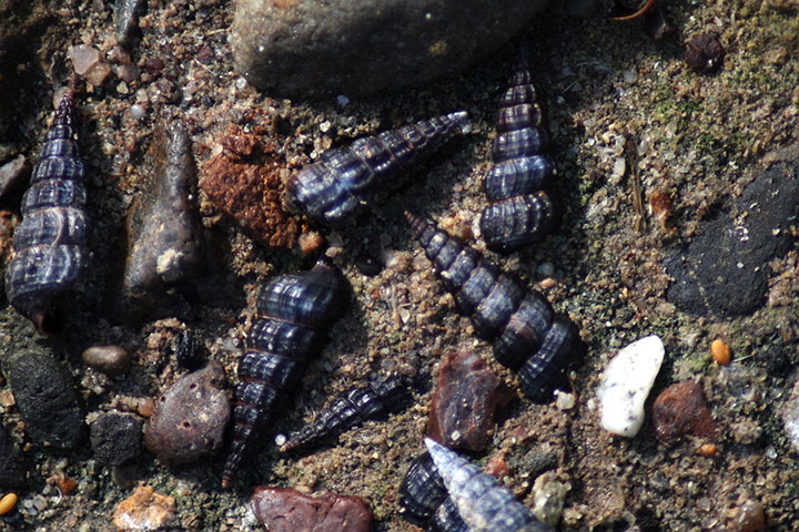 long conical snails lay in sand and pebbles