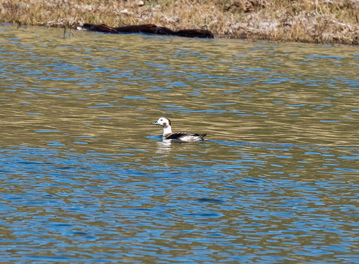 blue waters reflect the tan vegetation along some shoreline, a single long tailed duck swims, it has brown and white feathers, with a pure white neck, and a brown patch on its cheek