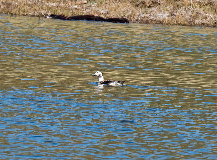 blue waters reflect the tan vegetation along some shoreline, a single long tailed duck swims, it has brown and white feathers, with a pure white neck, and a brown patch on its cheek