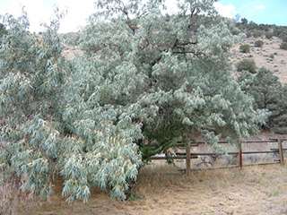 Elaeagnus angustifolia