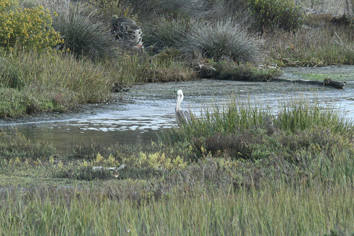 pelican in wetland next to slough