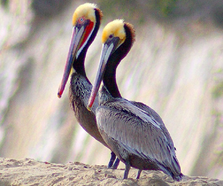 a pair of California brown pelicans on a sandy berm
