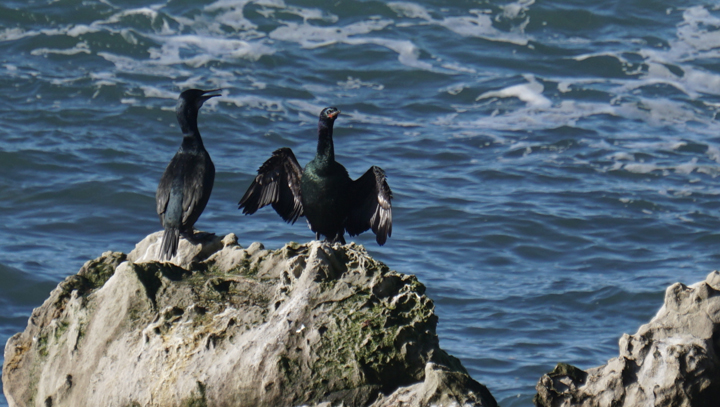 two seabirds on a rock