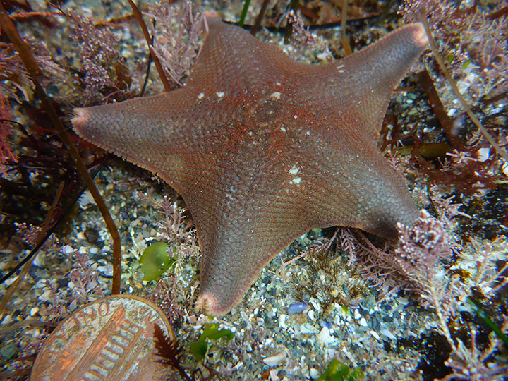 sea star next to a worn penny