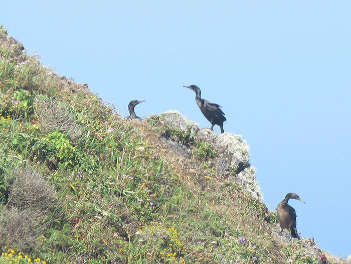 Brandt's cormorants on Egg Rock