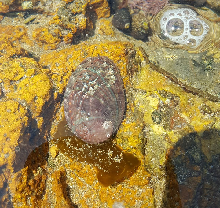 in the middle of a tidepool with rocks coated with orange yellow algae, a single green abalone searches for food, this mollusk has a rounded palm sized shell with different colored striations, ranged from purples orange and greens, a dozen breathing holes run perpendicular to the lines with small  tentacles extending out from underneath