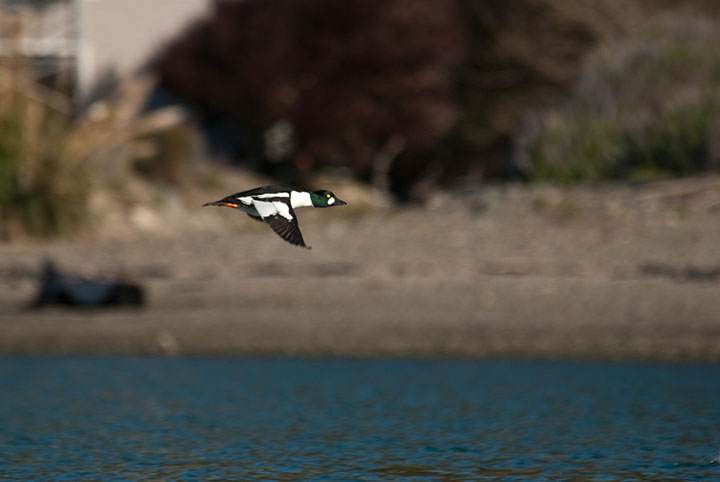 a common goldeneye flies low across calm blue waters, this bird has a white neck with black wingtips, its head is a deep reflective green with a white patch near its beak and a bright yellow golden eye