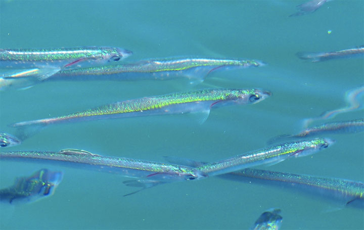 in blue green water, a half dozen northern anchovies school, these fish have silver cigar shaped bodies with large eyes and green reflective scales along its back