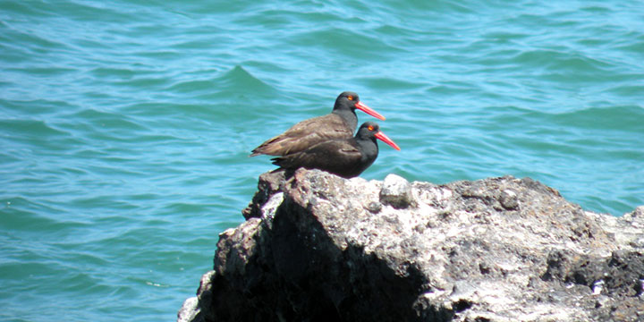 two seabirds on a rock in the ocean