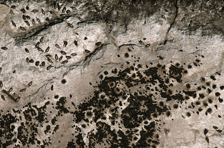 aerial view of a many seabirds perched on a large rock