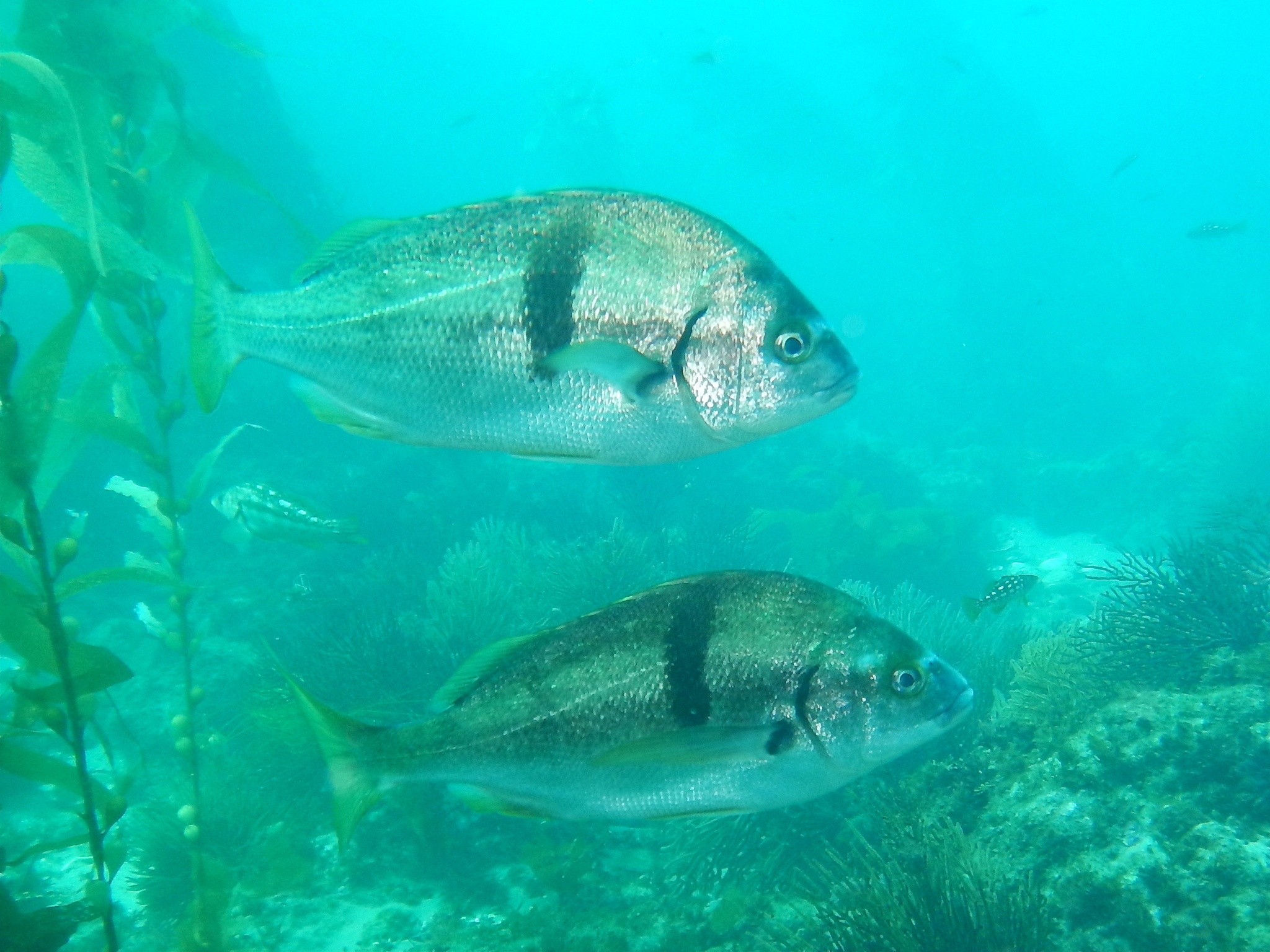 two silver fish