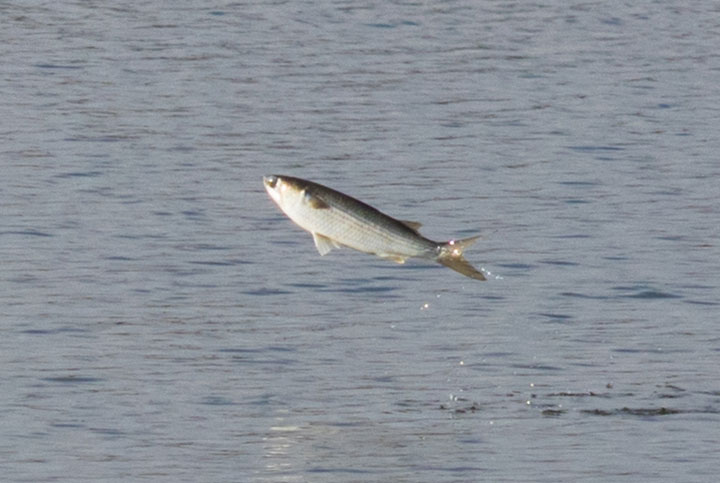 a lightly striped fish jumping from the water