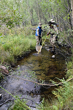 Two people wearing Fish and Wildlife uniforms stand in a shallow mountain stream, surrounded by lush Alpine vegetation