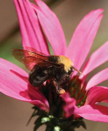 Franklin's bumble bee on a flower with long, pink petals