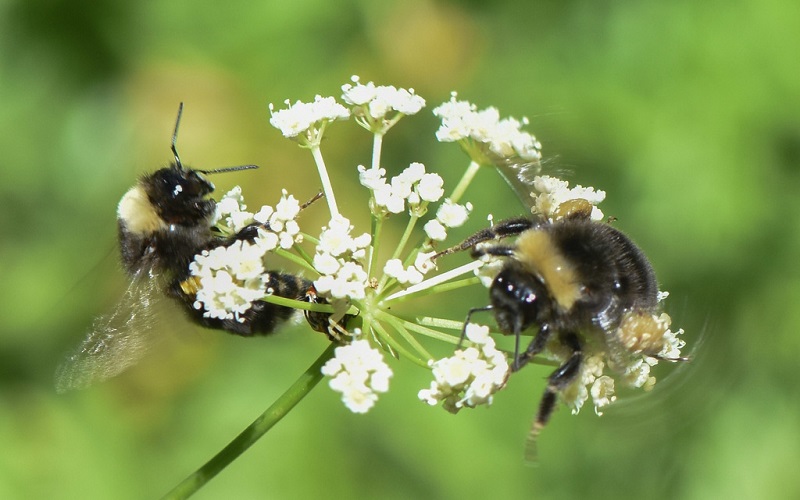 Two bumble bees nectaring on small white flowers