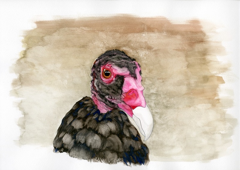 Painting of a baby turkey vulture