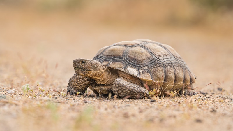 A closeup of a desert tortoise