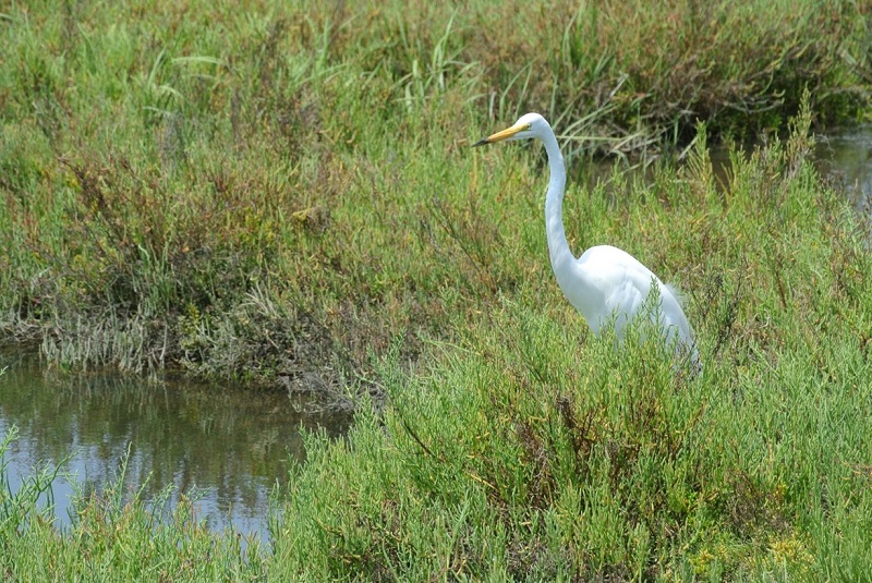 Great egret standing in some vegetation by the water