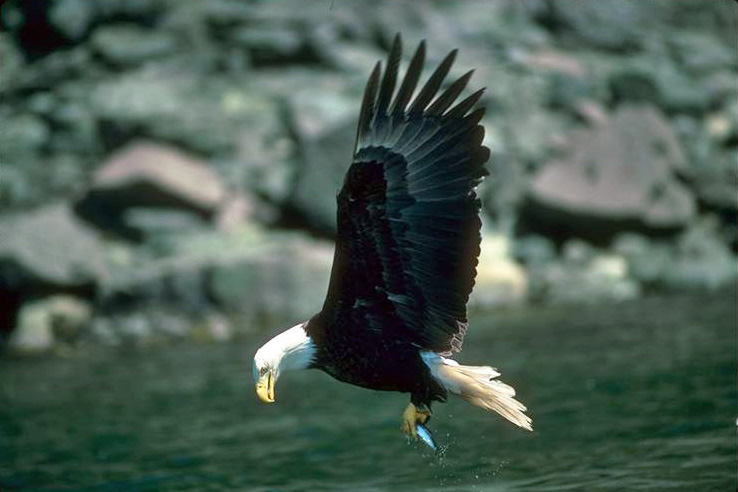 Bald eagle flying over the water with a fish in its talons.