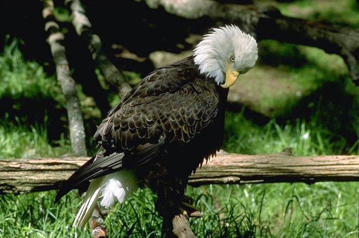 A bald eagle perched on a tree branch low to the ground.