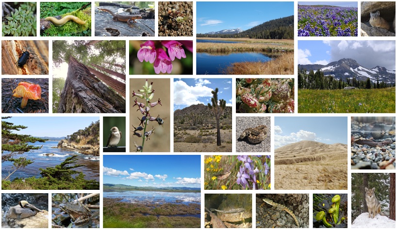 Collage of California's biodiversity