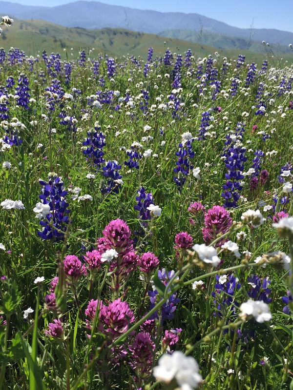 A meadow with California native wildflowers