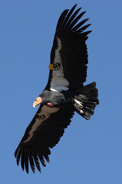 California condor in flight. The California condor is a federally and state listed endangered species.