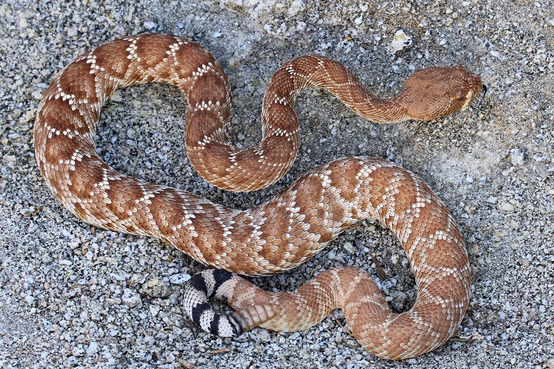 A top-down view of a red-diamond rattlesnake on sand.