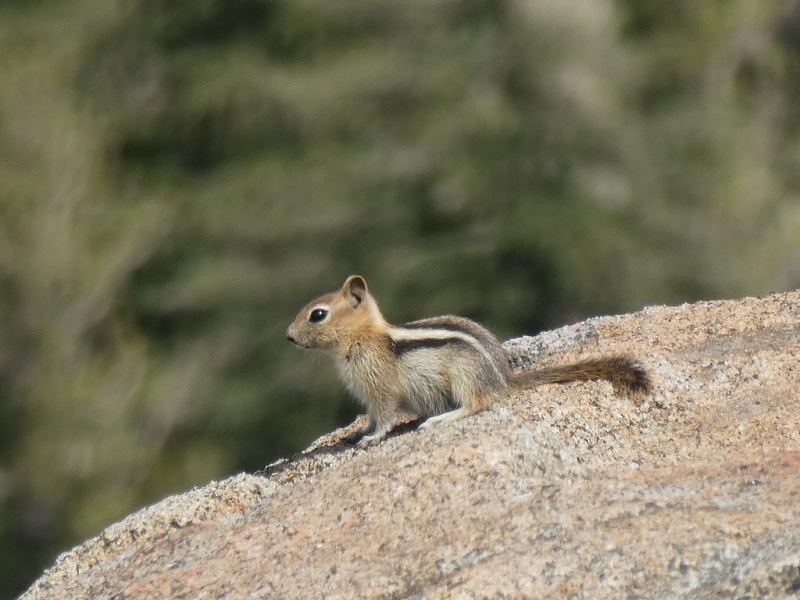Golden mantle squirrel on a rock