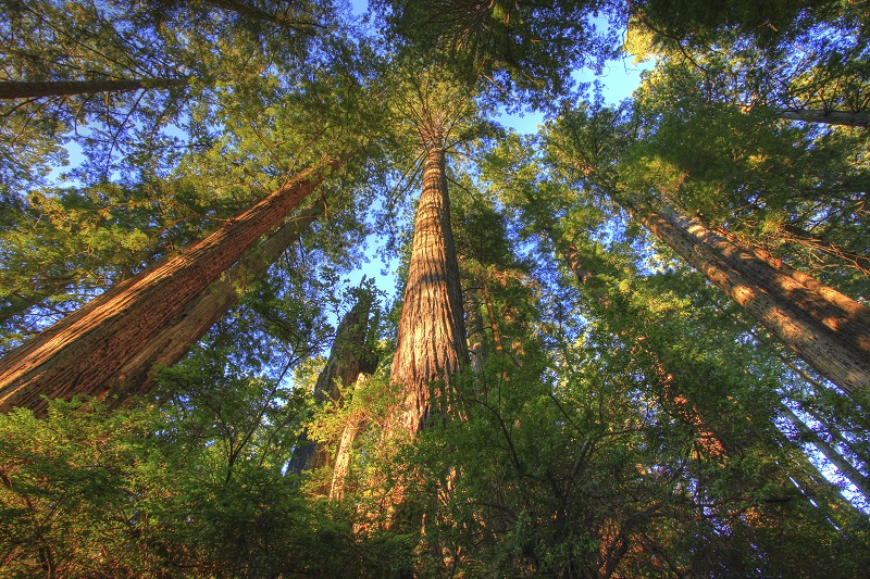 A bottom-up view of old-growth redwood forest at Headwaters Forest Reserve
