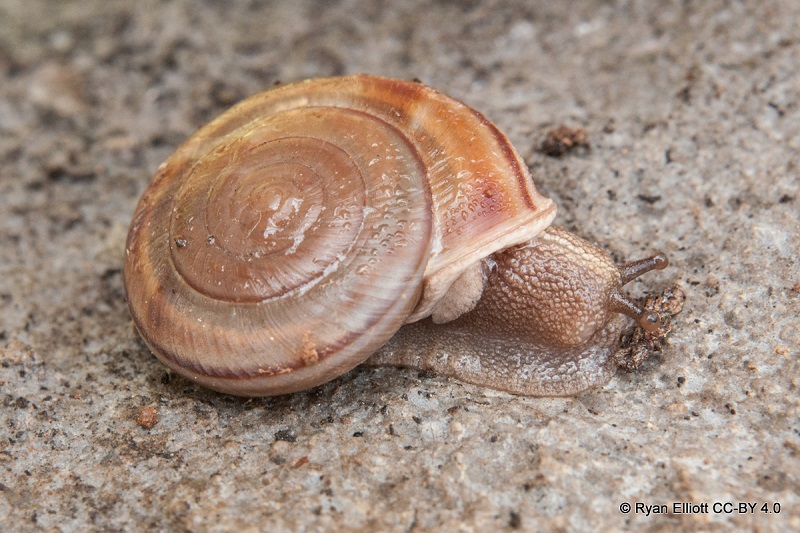 Closeup of a moist Shasta sideband snail on pavement